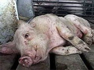 в области должны появиться посты против африканской чумы свиней