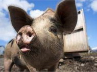 мвд сообщает о росте угрозы распространения в украине африканской чумы свиней
