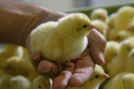 эмбритоксикозы сельскохозяйтвенной птицы: проблема, этиология, патогенез, диагностика, профилактика