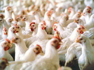 предотвращение контаминации сальмонеллами продукции птицеводства - глобальная проблема