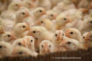биоценоз кишечника цыплят при подкормке бентонитовой глиной