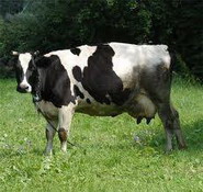 методические рекомендации по диагностике, терапии и профилактике мастита у коров