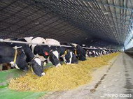 в 2011 г. власти приамурья направят на поддержку животноводства 426 млн рублей
