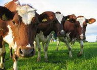 кабмин признал утратившим силу распоряжение об одобрении концепции госпрограммы развития животноводства до 2015 г