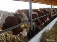 эксперты против изменения порядка дотирования производителей молока и мяса в налоговом кодексе