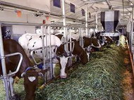 ленинградской области необходима долгосрочная концепция развития молочного животноводства - вице-губернатор