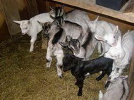 подготовка к окозу и помощь козе при родах
