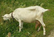 молочные козы. зааненская порода