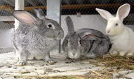 сами лечим болезни кроликов