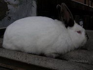 разведение кролика-акселерата