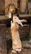 разведение кроликов на дачном участке