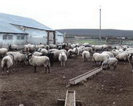 а воз и ныне там... нелегкие тропы кыргызского овцеводства