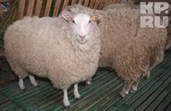 на ставрополье прошла выставка племенных овец