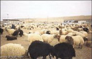 фосфорно-кальциевые подкормки для овец