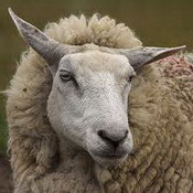 содержание и кормление овец
