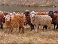 овцы для мяса