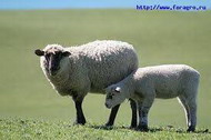 оборудования и средств, необходимых для соответствующего и легкого ухода за овцами