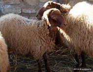 нормы кормления и рационы для взрослых овец
