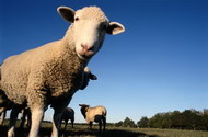 биологическое своеобразие овец