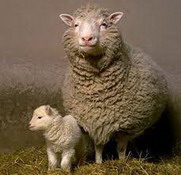шерстная продуктивность и шубные качества романовских овец разной линейной принадлежности