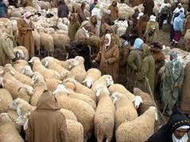 производство овечьей шерсти