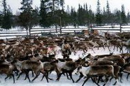 оленеводство в тундровых и лесных зонах