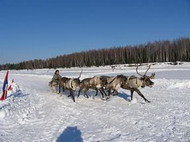 оленеводство