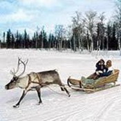 в коми возродят лесное оленеводство