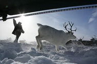 положение оленеводства в россии