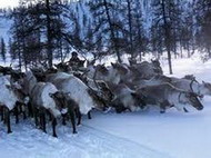 оленеводство, его роль в жизни саамов