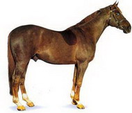 англо-арабская порода лошадей