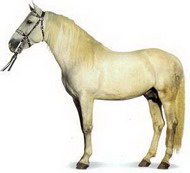 андалузская порода лошадей