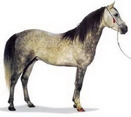 арабская порода лошадей (арабские лошади, арабские скакуны)