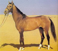 ахалтекинская порода лошадей (туркменская)
