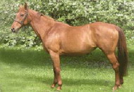 баварская теплокровная лошадь