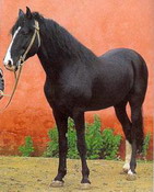 берберийская порода лошадей