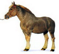 бретонская порода лошадей