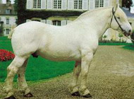 булонская порода лошадей