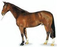 гельдерлендская порода лошадей