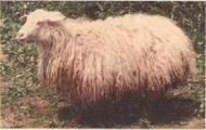 кучугуровские овцы