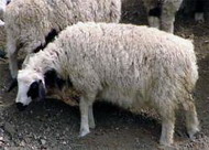 тувинские овцы