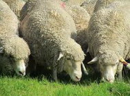 асканийская тонкорунная порода овец