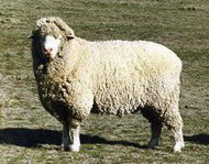 овцы породы прекос