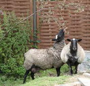 романовская овца – гордость овцеводства