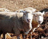 овцы цигайской породы