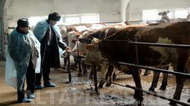 в 2010 году в республике татарстан допущен значительный спад в развитии животноводства