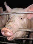 судьба свинокомплекса «мир» как зеркало развития животноводства в осетии