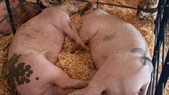 арестованные за долги у фермера в забайкалье свиньи пошли с молотка