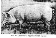 породы свиней сибири