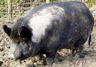 помещения для свиней и необходимые условия их содержания свиней